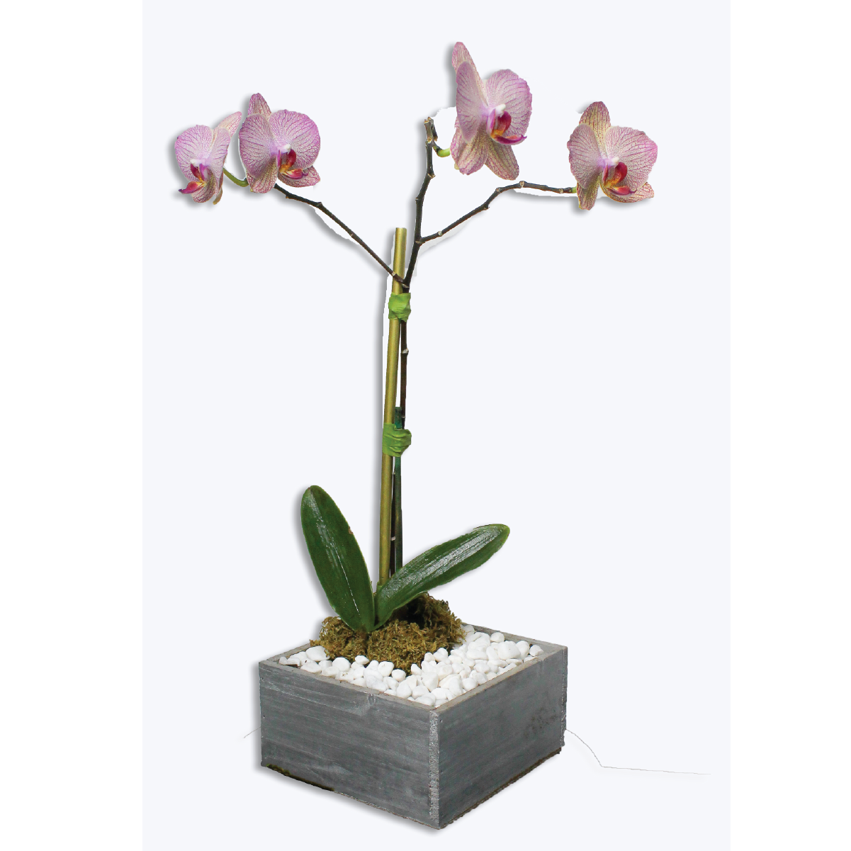FLEUR EXOTIQUE